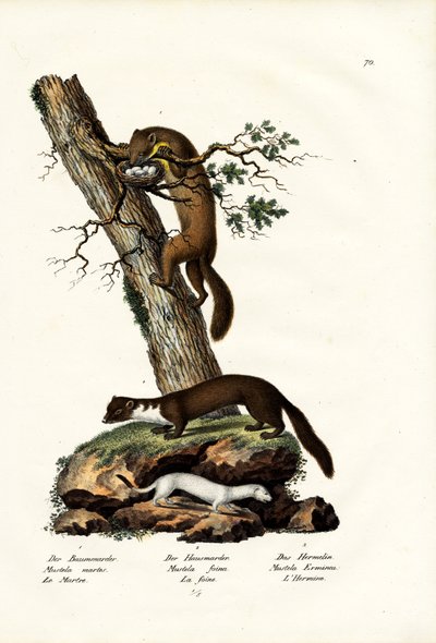 Sweet Marten by Karl Joseph Brodtmann